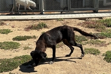 SALLY, Hund, Labrador-Mix in Italien - Bild 13