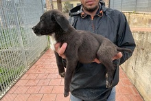 SALLY, Hund, Labrador-Mix in Italien - Bild 15