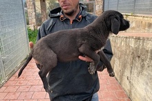 SALLY, Hund, Labrador-Mix in Italien - Bild 16