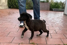 SALLY, Hund, Labrador-Mix in Italien - Bild 17