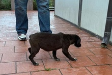 SALLY, Hund, Labrador-Mix in Italien - Bild 18