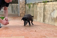 SALLY, Hund, Labrador-Mix in Italien - Bild 20
