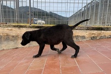 SALLY, Hund, Labrador-Mix in Italien - Bild 21