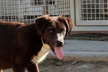 SALLY, Hund, Labrador-Mix in Italien - Bild 3