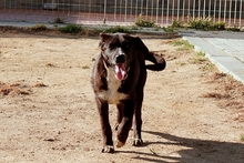 SALLY, Hund, Labrador-Mix in Italien - Bild 4