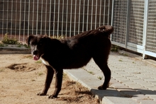 SALLY, Hund, Labrador-Mix in Italien - Bild 5