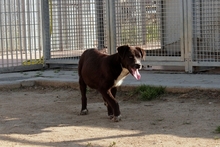 SALLY, Hund, Labrador-Mix in Italien - Bild 8