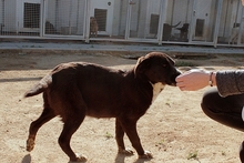 SALLY, Hund, Labrador-Mix in Italien - Bild 9