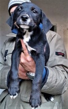 FREDDY, Hund, Mischlingshund in Bulgarien