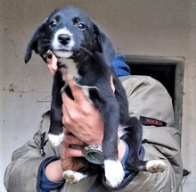 KIRA, Hund, Mischlingshund in Bulgarien