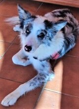 TRECE, Hund, Australian Shepherd in Spanien