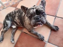 BOBO, Hund, Französische Bulldogge in Spanien