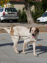 AARON, Hund, Mischlingshund in Bulgarien - Bild 1