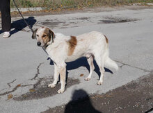 AARON, Hund, Mischlingshund in Bulgarien - Bild 10
