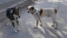 AARON, Hund, Mischlingshund in Bulgarien - Bild 11