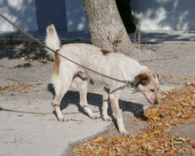 AARON, Hund, Mischlingshund in Bulgarien - Bild 12