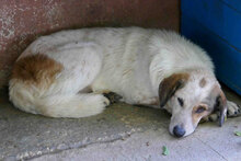 AARON, Hund, Mischlingshund in Bulgarien - Bild 13