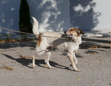 AARON, Hund, Mischlingshund in Bulgarien - Bild 2