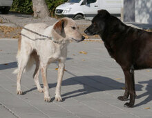 AARON, Hund, Mischlingshund in Bulgarien - Bild 5