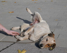 AARON, Hund, Mischlingshund in Bulgarien - Bild 6