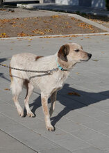AARON, Hund, Mischlingshund in Bulgarien - Bild 7