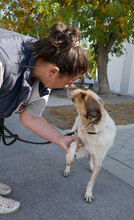 AARON, Hund, Mischlingshund in Bulgarien - Bild 8