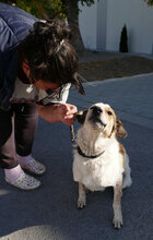 AARON, Hund, Mischlingshund in Bulgarien - Bild 9