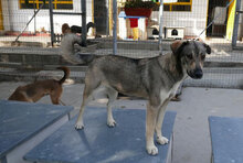 FARINA, Hund, Mischlingshund in Bulgarien - Bild 1