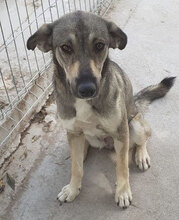 FARINA, Hund, Mischlingshund in Bulgarien - Bild 10