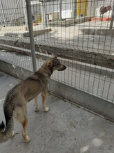 FARINA, Hund, Mischlingshund in Bulgarien - Bild 11