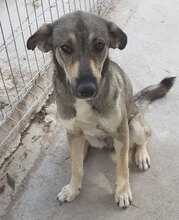 FARINA, Hund, Mischlingshund in Bulgarien - Bild 12