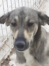 FARINA, Hund, Mischlingshund in Bulgarien - Bild 13