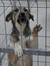 FARINA, Hund, Mischlingshund in Bulgarien - Bild 14