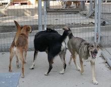FARINA, Hund, Mischlingshund in Bulgarien - Bild 2