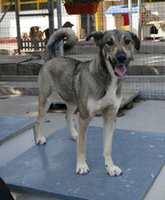 FARINA, Hund, Mischlingshund in Bulgarien - Bild 3