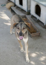 FARINA, Hund, Mischlingshund in Bulgarien - Bild 5
