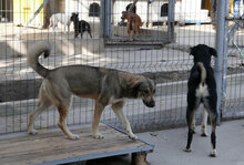 FARINA, Hund, Mischlingshund in Bulgarien - Bild 6