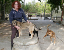 FARINA, Hund, Mischlingshund in Bulgarien - Bild 7