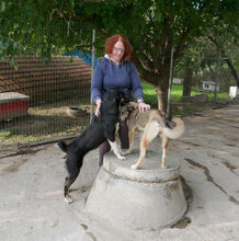 FARINA, Hund, Mischlingshund in Bulgarien - Bild 8