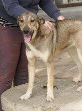 FARINA, Hund, Mischlingshund in Bulgarien - Bild 9