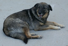 PUH, Hund, Mischlingshund in Bulgarien - Bild 1