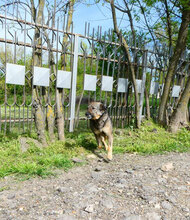 PUH, Hund, Mischlingshund in Bulgarien - Bild 13