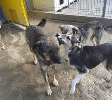 PUH, Hund, Mischlingshund in Bulgarien - Bild 5