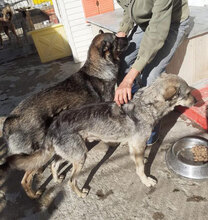 PUH, Hund, Mischlingshund in Bulgarien - Bild 9