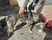 PUH, Hund, Mischlingshund in Hadamar - Bild 10
