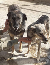 PUH, Hund, Mischlingshund in Hadamar - Bild 11