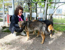 PUH, Hund, Mischlingshund in Hadamar - Bild 12