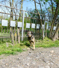 PUH, Hund, Mischlingshund in Hadamar - Bild 13