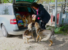 PUH, Hund, Mischlingshund in Hadamar - Bild 14