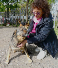 PUH, Hund, Mischlingshund in Hadamar - Bild 15